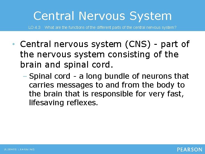 Central Nervous System LO 4. 3 What are the functions of the different parts
