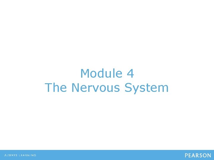 Module 4 The Nervous System 