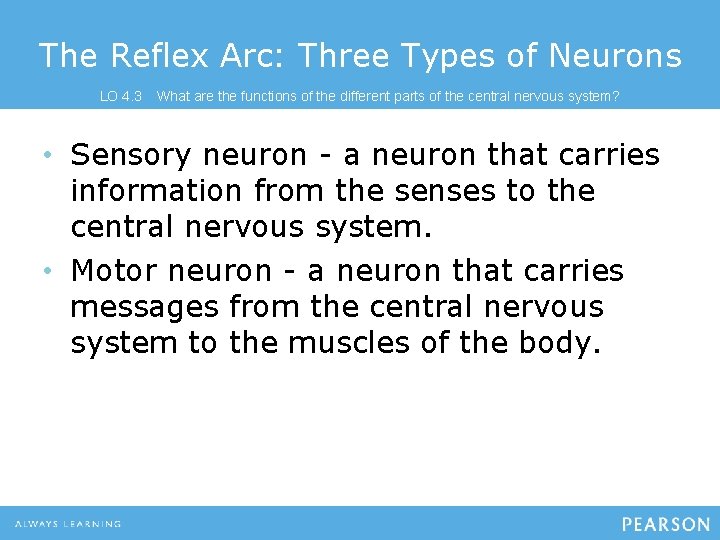 The Reflex Arc: Three Types of Neurons LO 4. 3 What are the functions