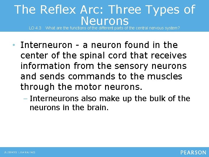 The Reflex Arc: Three Types of Neurons LO 4. 3 What are the functions