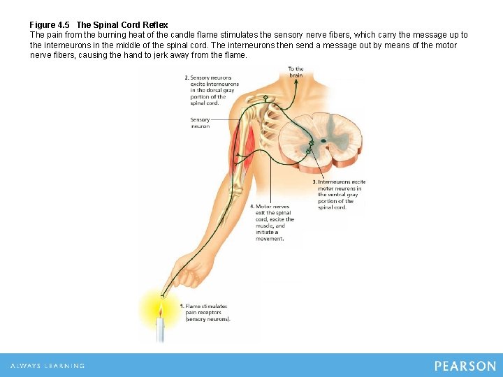 Figure 4. 5 The Spinal Cord Reflex The pain from the burning heat of