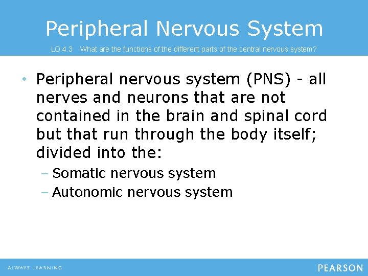 Peripheral Nervous System LO 4. 3 What are the functions of the different parts