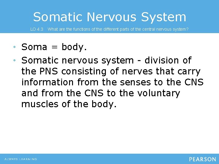 Somatic Nervous System LO 4. 3 What are the functions of the different parts