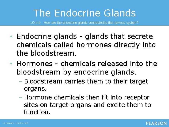 The Endocrine Glands LO 4. 4 How are the endocrine glands connected to the