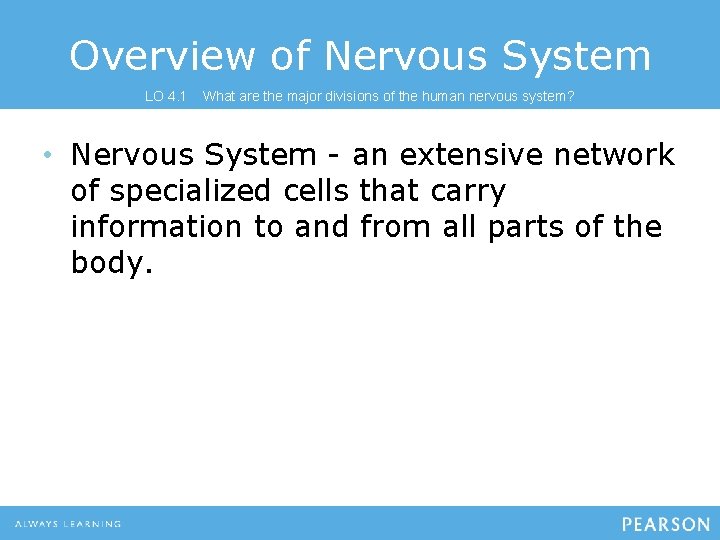 Overview of Nervous System LO 4. 1 What are the major divisions of the