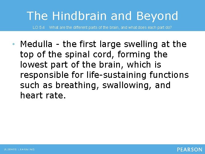 The Hindbrain and Beyond LO 5. 4 What are the different parts of the