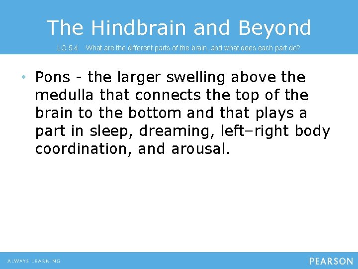 The Hindbrain and Beyond LO 5. 4 What are the different parts of the