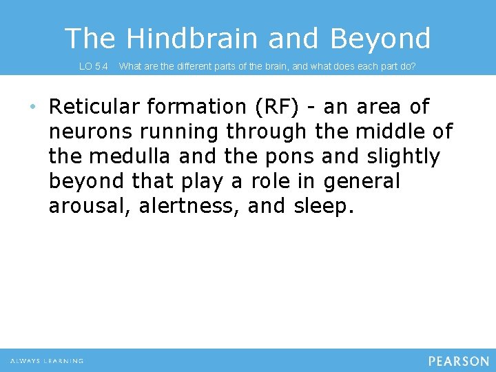 The Hindbrain and Beyond LO 5. 4 What are the different parts of the