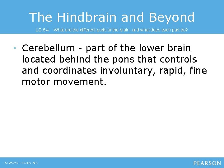 The Hindbrain and Beyond LO 5. 4 What are the different parts of the