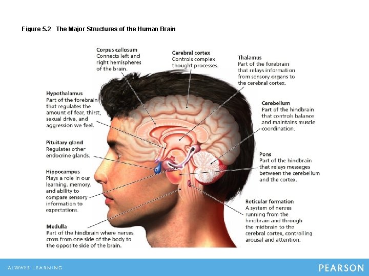 Figure 5. 2 The Major Structures of the Human Brain 