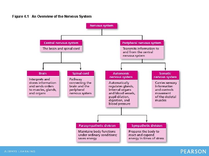 Figure 4. 1 An Overview of the Nervous System 