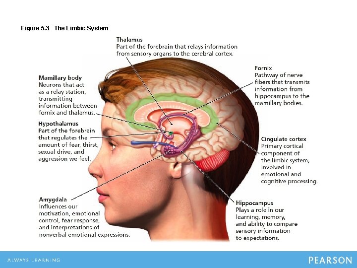 Figure 5. 3 The Limbic System 