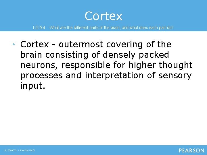 Cortex LO 5. 4 What are the different parts of the brain, and what