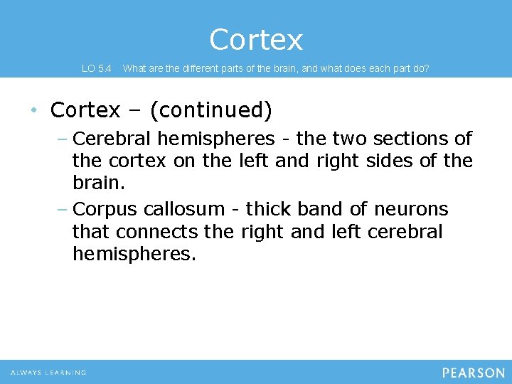 Cortex LO 5. 4 What are the different parts of the brain, and what