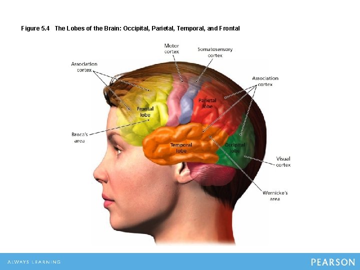 Figure 5. 4 The Lobes of the Brain: Occipital, Parietal, Temporal, and Frontal 