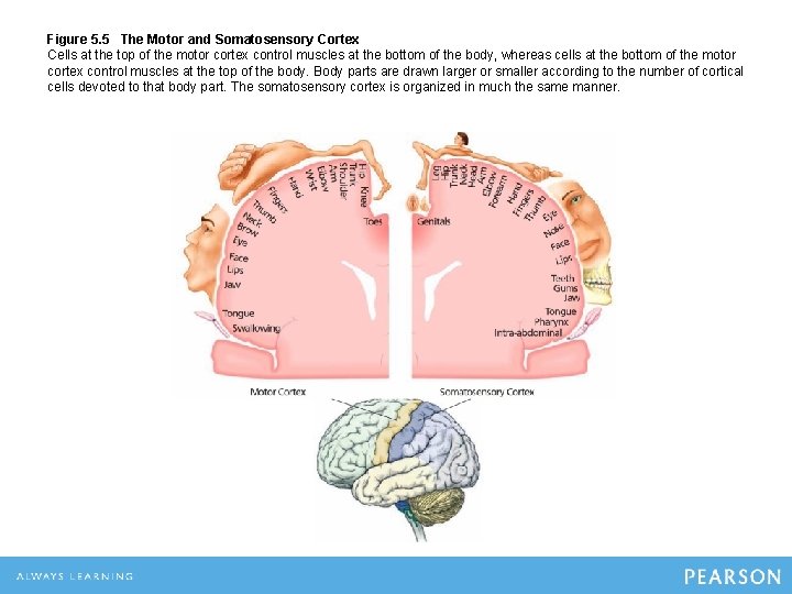 Figure 5. 5 The Motor and Somatosensory Cortex Cells at the top of the