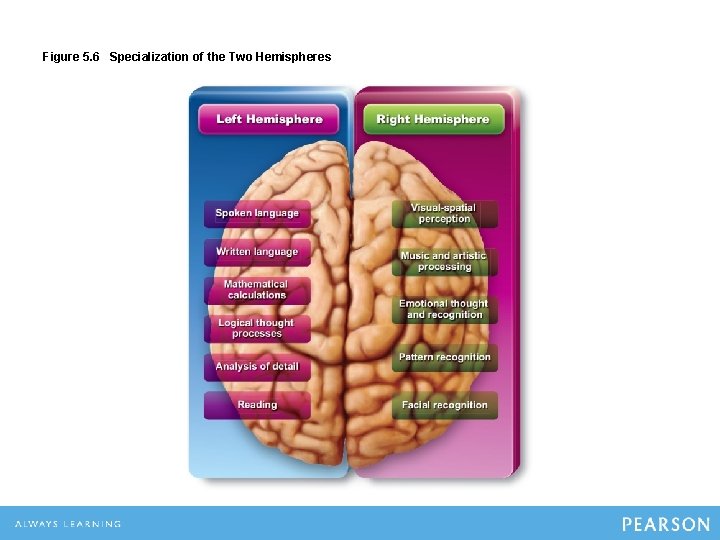 Figure 5. 6 Specialization of the Two Hemispheres 