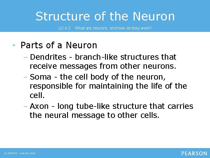 Structure of the Neuron LO 4. 2 What are neurons, and how do they