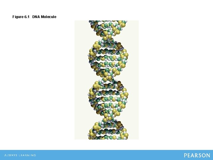 Figure 6. 1 DNA Molecule 