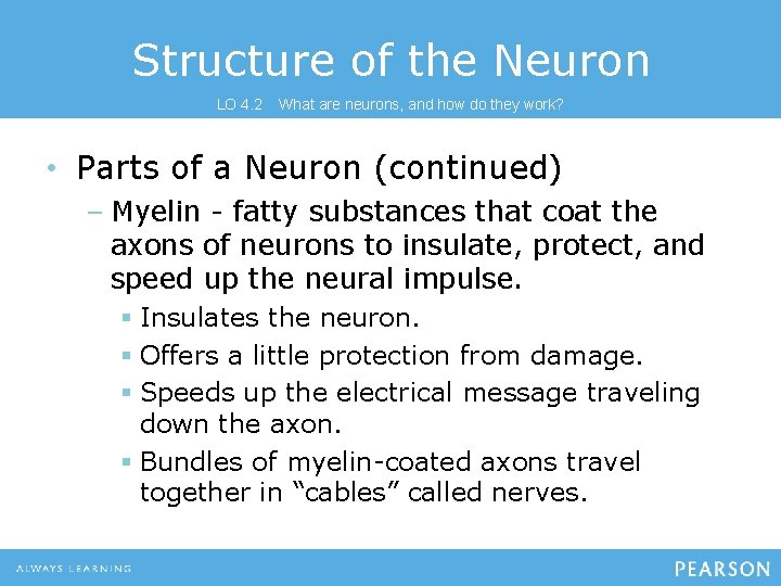 Structure of the Neuron LO 4. 2 What are neurons, and how do they