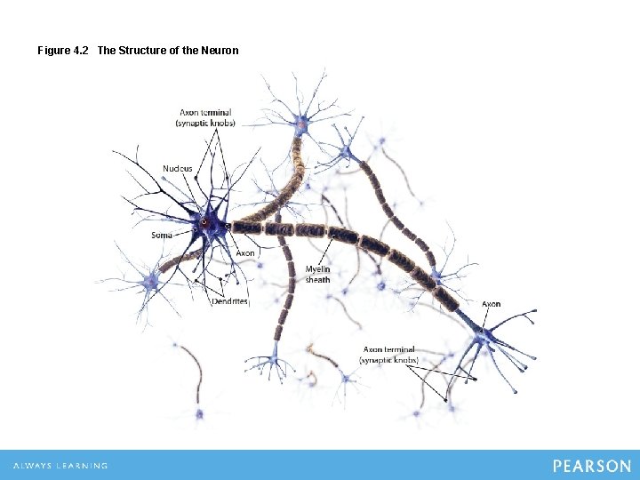 Figure 4. 2 The Structure of the Neuron 