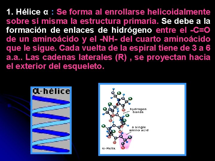 1. Hélice α : Se forma al enrollarse helicoidalmente sobre sí misma la estructura