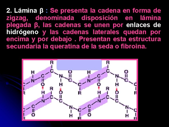 2. Lámina β : Se presenta la cadena en forma de zigzag, denominada disposición