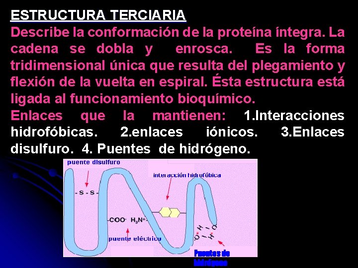 ESTRUCTURA TERCIARIA Describe la conformación de la proteína íntegra. La cadena se dobla y