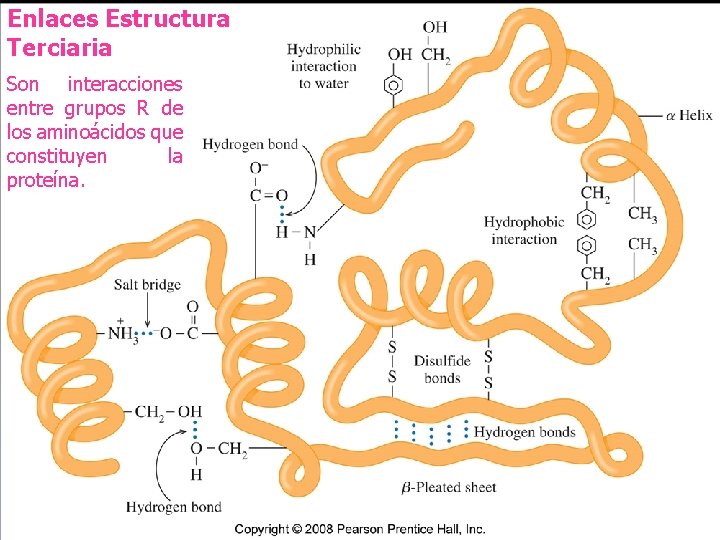 Enlaces Estructura Terciaria Son interacciones entre grupos R de los aminoácidos que constituyen la