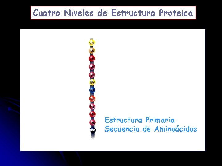 Cuatro Niveles de Estructura Proteica Estructura Primaria Secuencia de Aminoácidos 