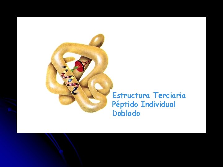 Estructura Terciaria Péptido Individual Doblado 