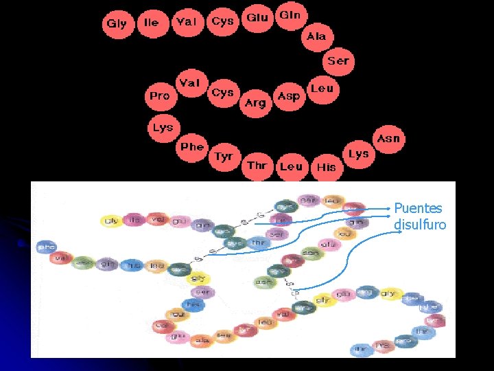 Puentes disulfuro 