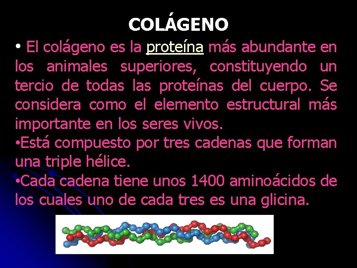 COLÁGENO • El colágeno es la proteína más abundante en los animales superiores, constituyendo