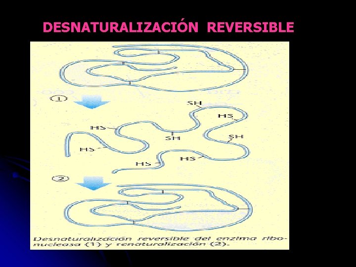 DESNATURALIZACIÓN REVERSIBLE 