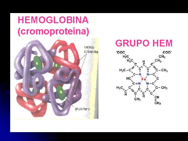 HEMOGLOBINA (cromoproteína) GRUPO HEM 