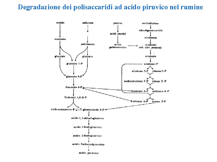 Degradazione dei polisaccaridi ad acido piruvico nel rumine 
