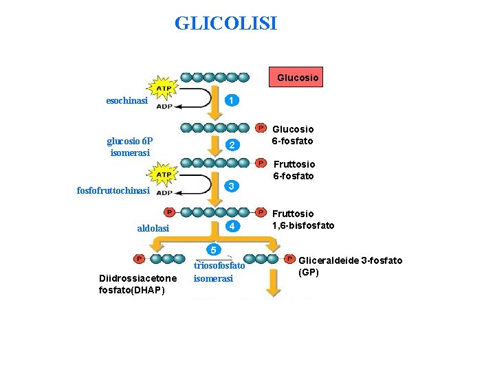 GLICOLISI Glucosio 1 esochinasi glucosio 6 P isomerasi 2 3 fosfofruttochinasi 4 aldolasi 5