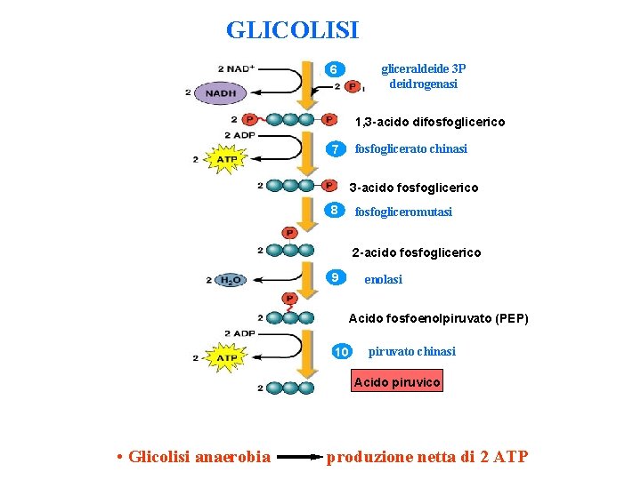 GLICOLISI 6 gliceraldeide 3 P deidrogenasi 1, 3 -acido difosfoglicerico 7 fosfoglicerato chinasi 3