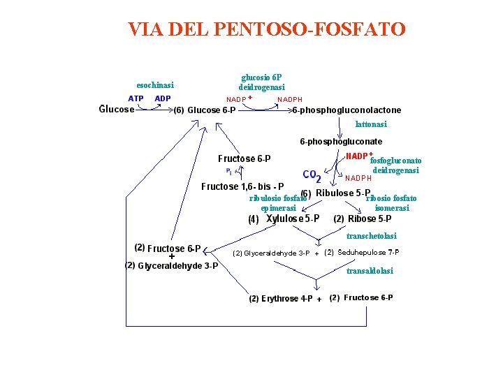 VIA DEL PENTOSO-FOSFATO esochinasi glucosio 6 P deidrogenasi lattonasi fosfogluconato deidrogenasi ribulosio fosfato epimerasi