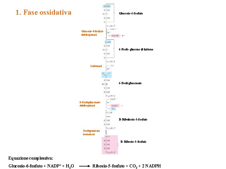 1. Fase ossidativa Glucosio-6 -fosfato deidrogenasi 6 -Fosfo-glucono-d-lattone Lattonasi 6 -Fosfogluconato deidrogenasi D-Ribulosio-5 -fosfato