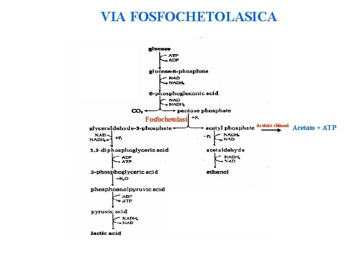 VIA FOSFOCHETOLASICA Fosfochetolasi Acetato chinasi Acetato + ATP 