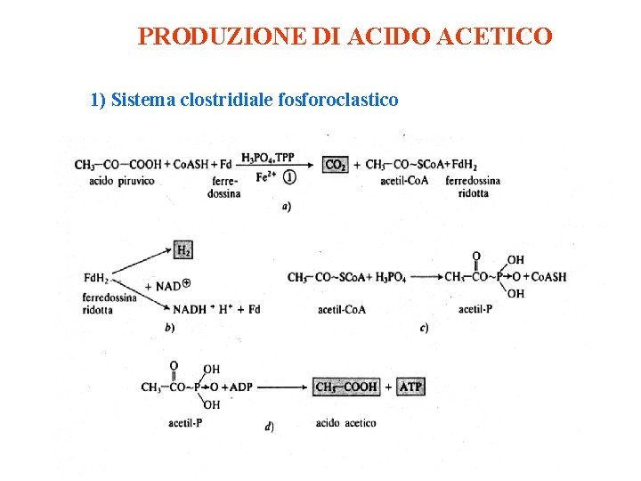 PRODUZIONE DI ACIDO ACETICO 1) Sistema clostridiale fosforoclastico 
