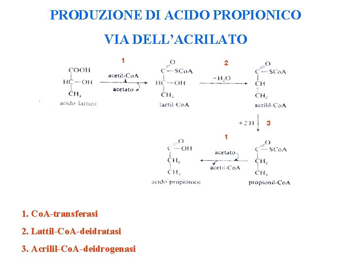 PRODUZIONE DI ACIDO PROPIONICO VIA DELL’ACRILATO 1 2 3 1 1. Co. A-transferasi 2.