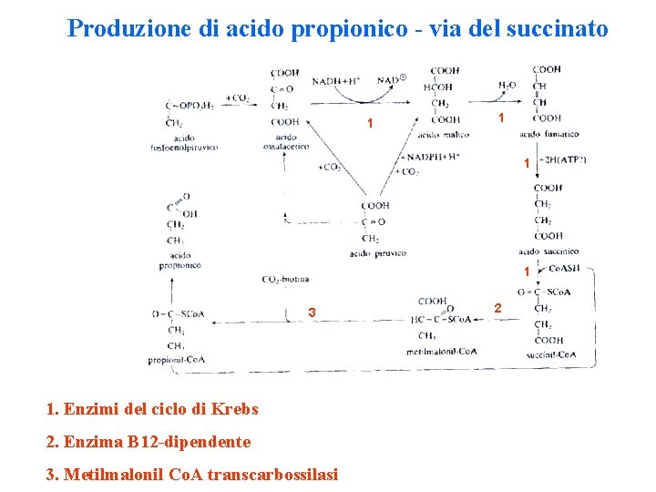 Produzione di acido propionico - via del succinato 1 1 3 1. Enzimi del