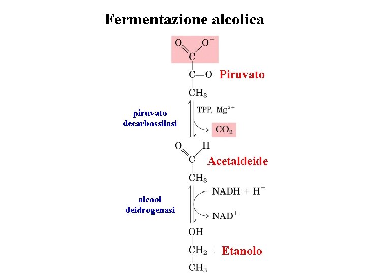 Fermentazione alcolica Piruvato piruvato decarbossilasi Acetaldeide alcool deidrogenasi Etanolo 