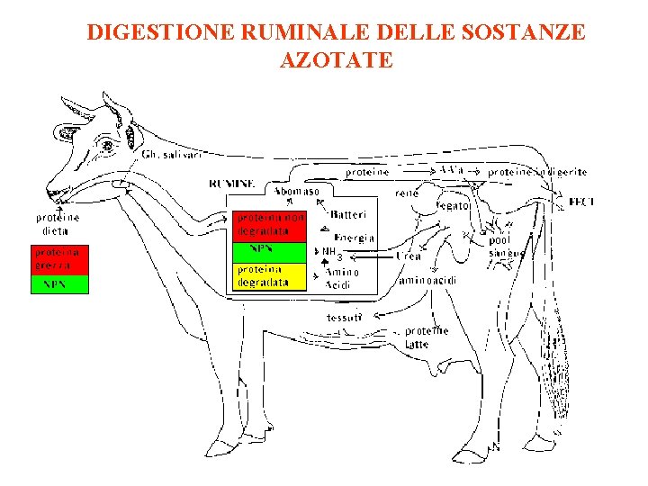 DIGESTIONE RUMINALE DELLE SOSTANZE AZOTATE 