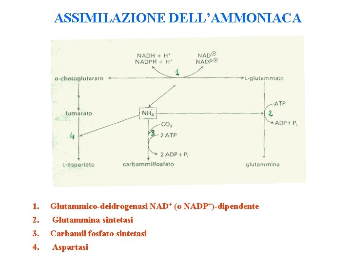 ASSIMILAZIONE DELL’AMMONIACA 1. Glutammico-deidrogenasi NAD+ (o NADP+)-dipendente 2. Glutammina sintetasi 3. Carbamil fosfato sintetasi
