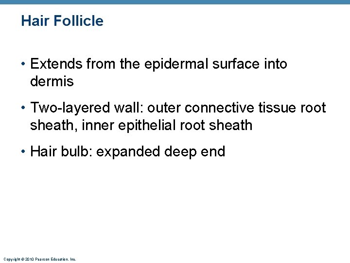 Hair Follicle • Extends from the epidermal surface into dermis • Two-layered wall: outer Hair Follicle • Extends from the epidermal surface into dermis • Two-layered wall: outer
