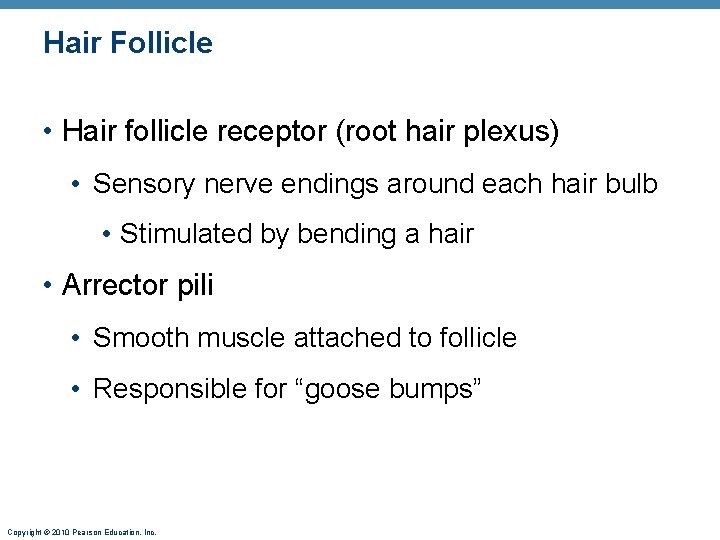 Hair Follicle • Hair follicle receptor (root hair plexus) • Sensory nerve endings around