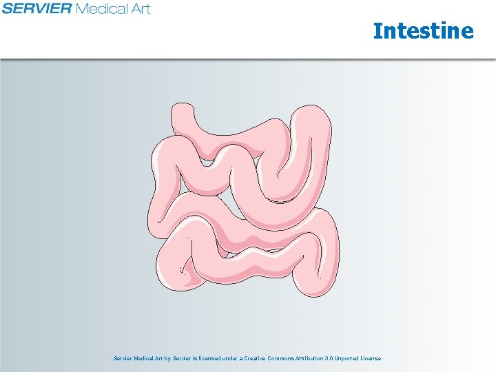 Intestine Servier Medical Art by Servier is licensed under a Creative Commons Attribution 3.